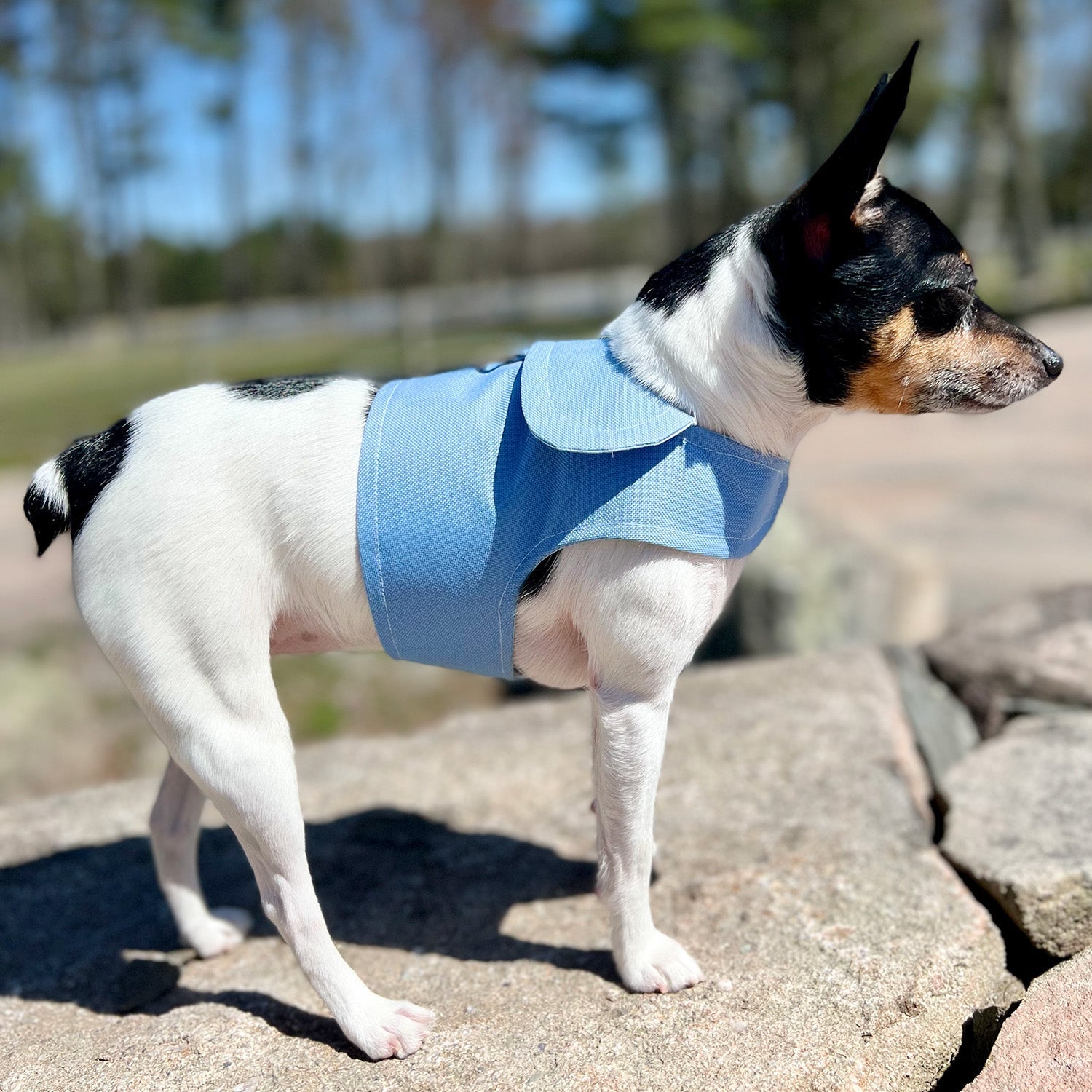 DCNY Periwinkle Harness Vest image 1